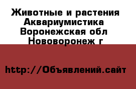 Животные и растения Аквариумистика. Воронежская обл.,Нововоронеж г.